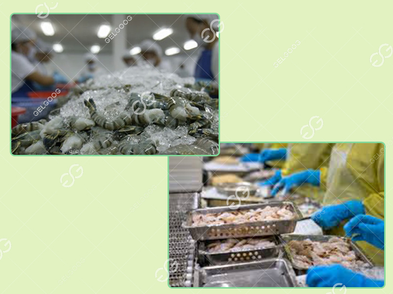 iqf shrimp processing