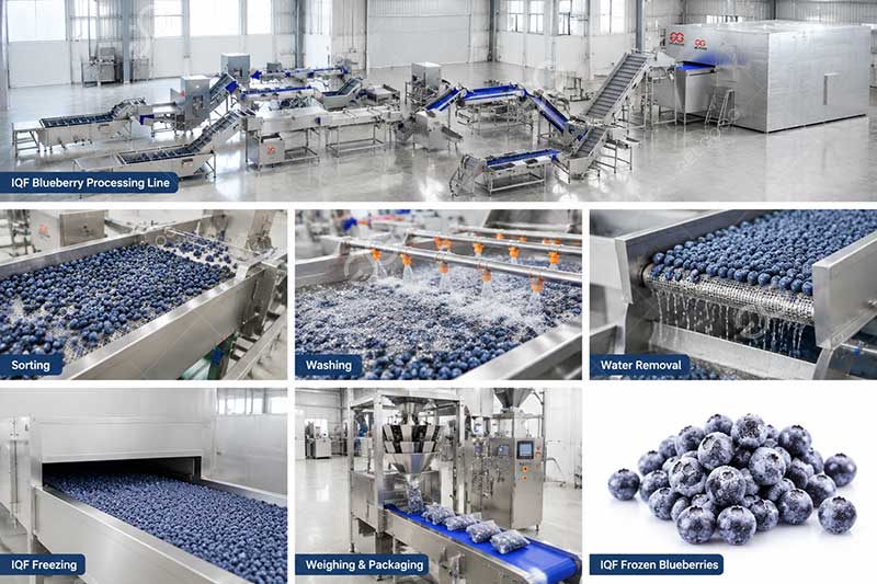 frozen-blueberry-processing-equipment